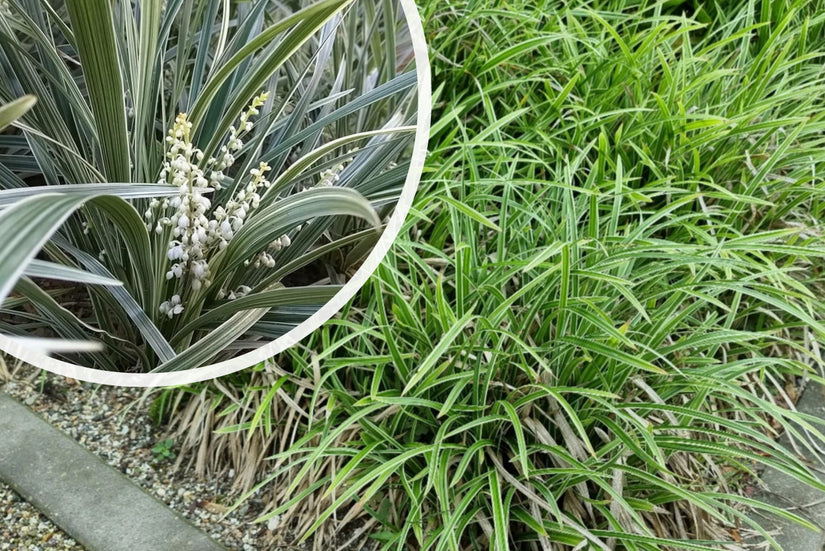 Witte Leliegras - Liriope muscari 'Monroe white'