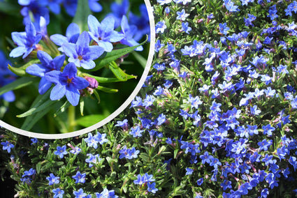 Steenzaad - Lithodora diffusa 'Heavenly Blue'