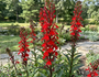 Scharlaken Lobelia (rood) - Lobelia cardinalis
