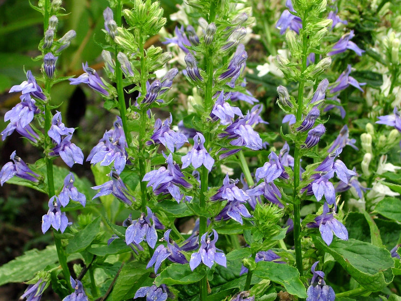 Virginische Lobelia - Lobelia siphilitica