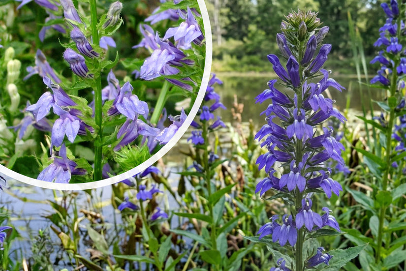 Virginische Lobelia - Lobelia siphilitica