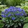 Longkruid - Pulmonaria ang. 'Azurea'