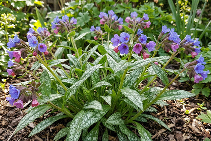 Longkruid - Pulmonaria 'Twinkle Toes'