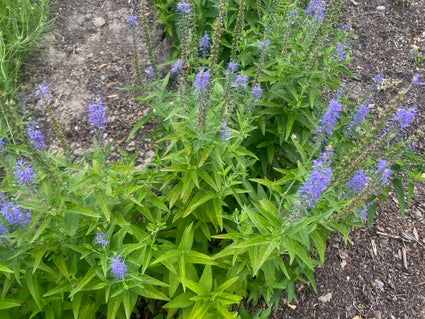 Longkruid - Pulmonaria longifolia