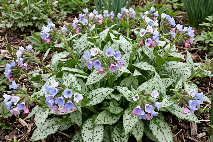 Longkruid - Pulmonaria saccharata 'Opal'