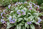 Longkruid - Pulmonaria saccharata 'Opal'