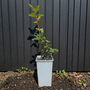 Biologische Honingbes - Lonicera caerulea 'Aurora'