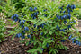 Biologische Honingbes - Lonicera caerulea 'Aurora'
