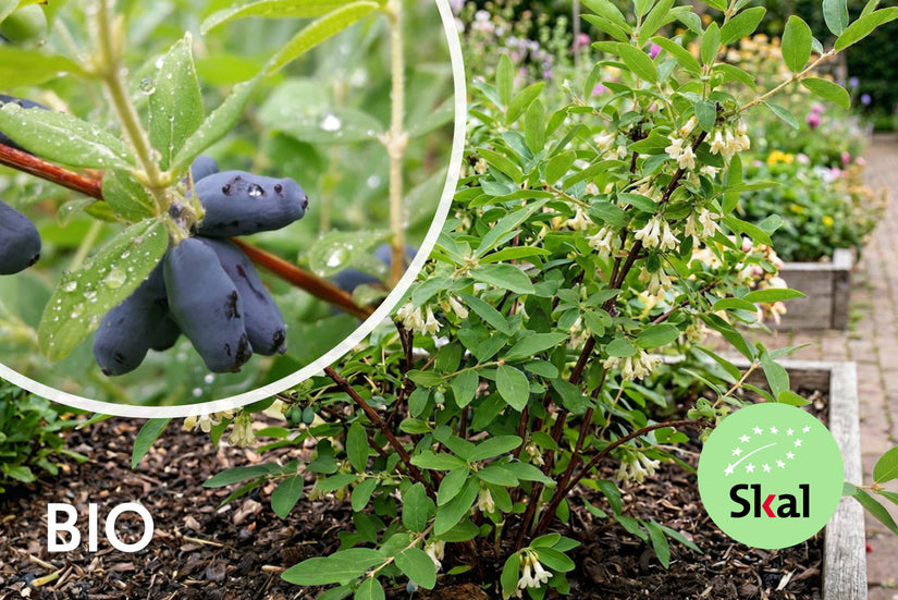 Biologische Honingbes - Lonicera caerulea 'Aurora'