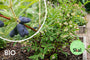 Biologische Honingbes - Lonicera caerulea 'Aurora'