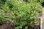 Biologische Honingbes - Lonicera caerulea 'Aurora'