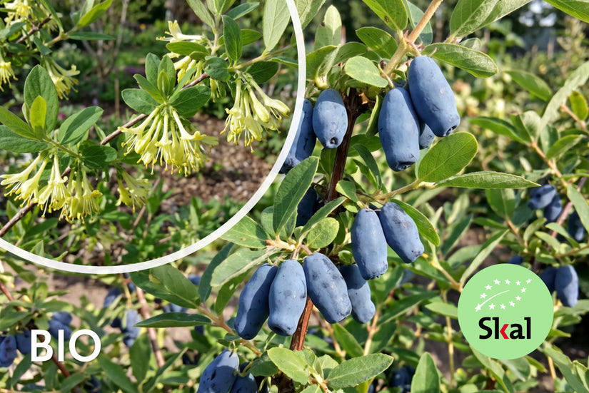 Biologische Honingbes - Lonicera caerulea 'Wojtek'