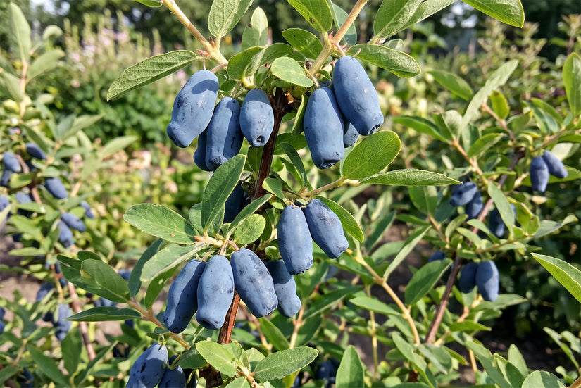 Biologische Honingbes - Lonicera caerulea 'Wojtek'