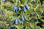 Biologische Honingbes - Lonicera caerulea 'Wojtek'