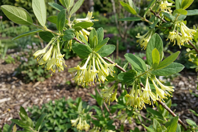 Biologische Honingbes - Lonicera caerulea 'Wojtek'