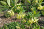Biologische Honingbes - Lonicera caerulea 'Wojtek'