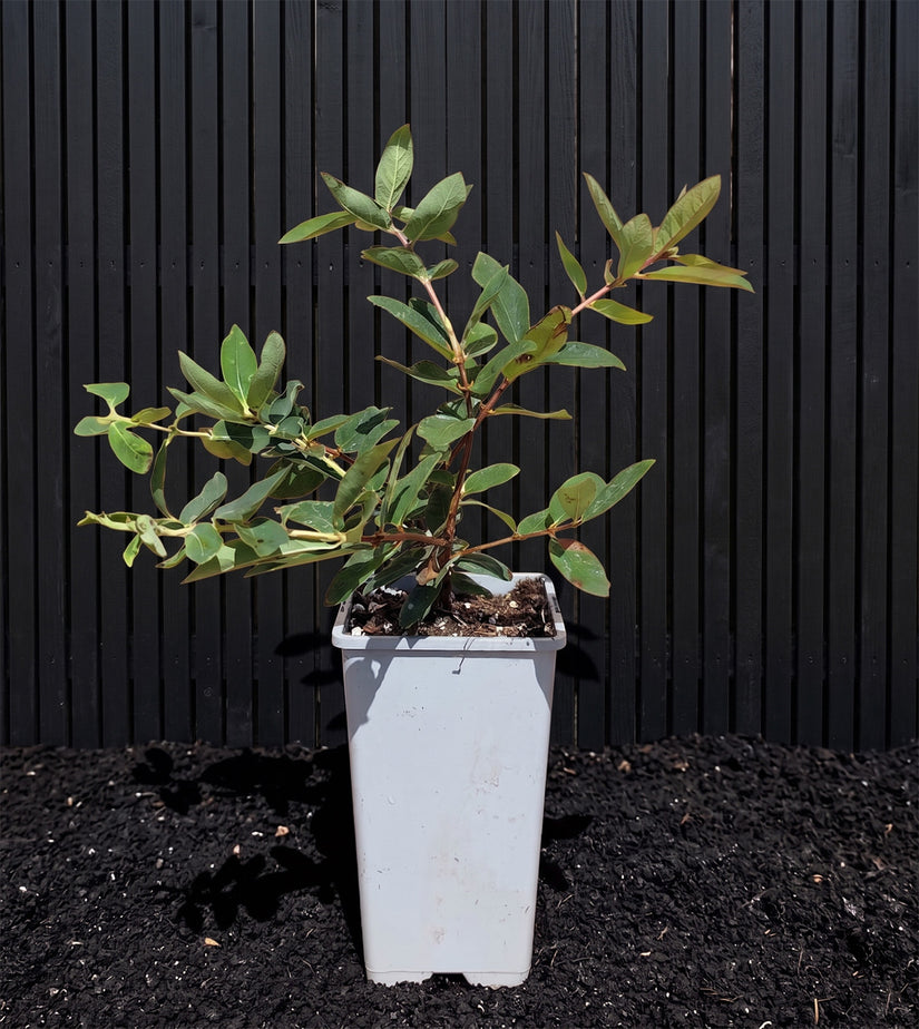 Biologische Honingbes - Lonicera caerulea 'Wojtek'