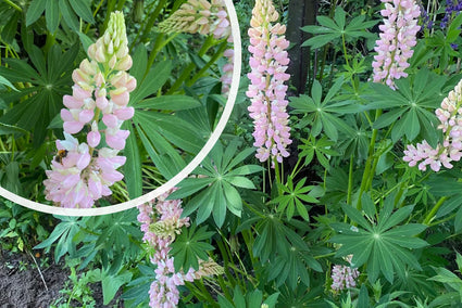 Lupine - Lupinus Russell Hybrids