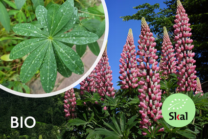 Biologische Lupine - Lupinus 'The Chatelaine'