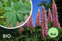 Biologische Lupine - Lupinus 'The Chatelaine'