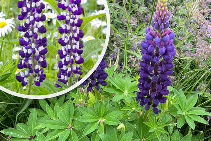 Lupine (Blauw/Wit) - Lupinus 'The Governor'