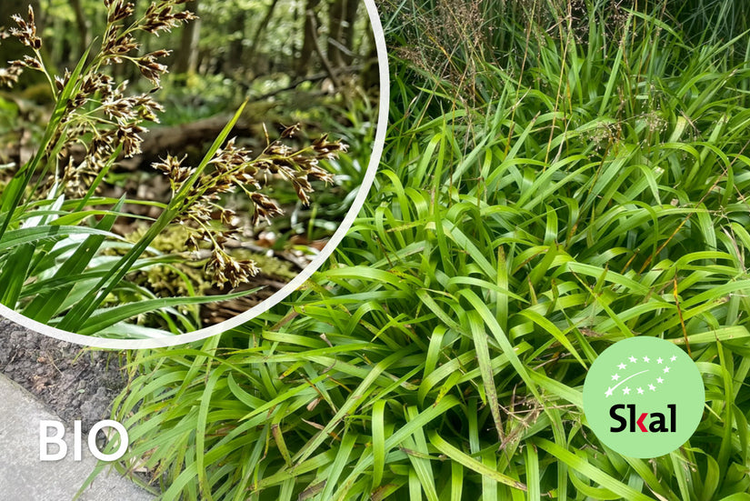 Biologisch Grote Veldbies - Luzula sylvatica