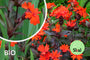 Biologische Koekoeksbloem - Lychnis x arkwrightii 'Vesuvius'