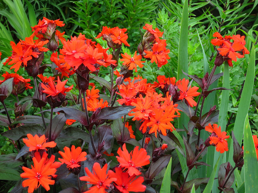 Borderpakket Fieke - Borderpakket meerkleurig - Zon