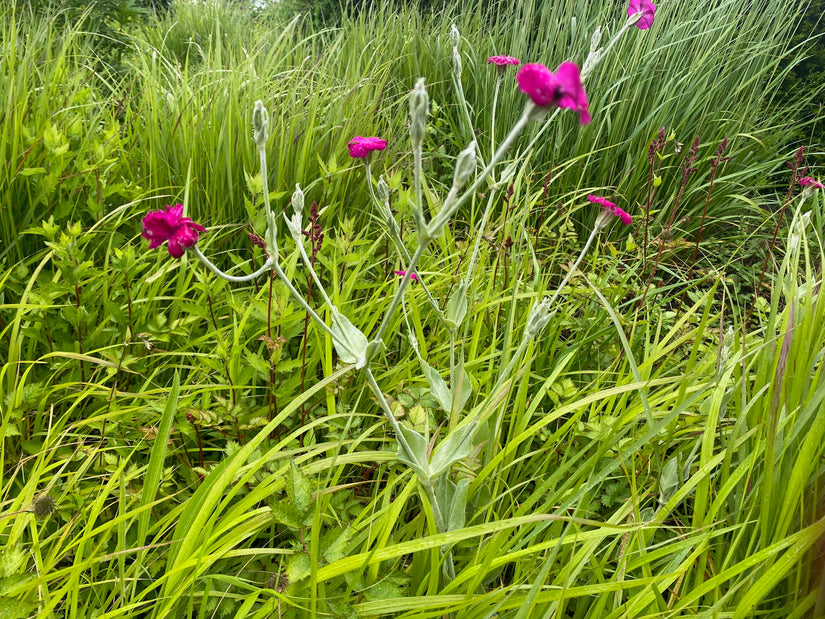 Biologisch Prikneus - Lychnis coronaria