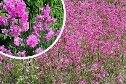 Koekoeksbloem / Rode pekanjer - Lychnis viscaria 'Splendens'