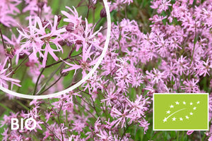 Biologisch Echte Koekoeksbloem - Lychnis flos-cuculi