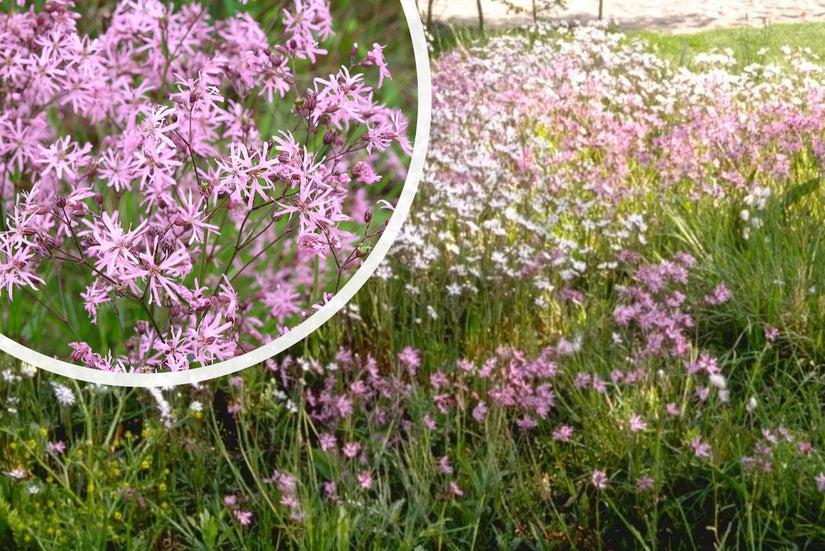 Echte koekoeksbloem - Lychnis flos-cuculi