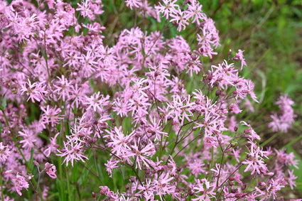 Echte koekoeksbloem - Lychnis flos-cuculi