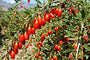 Biologische Gojibes / Boksdoorn - Lycium barbarum