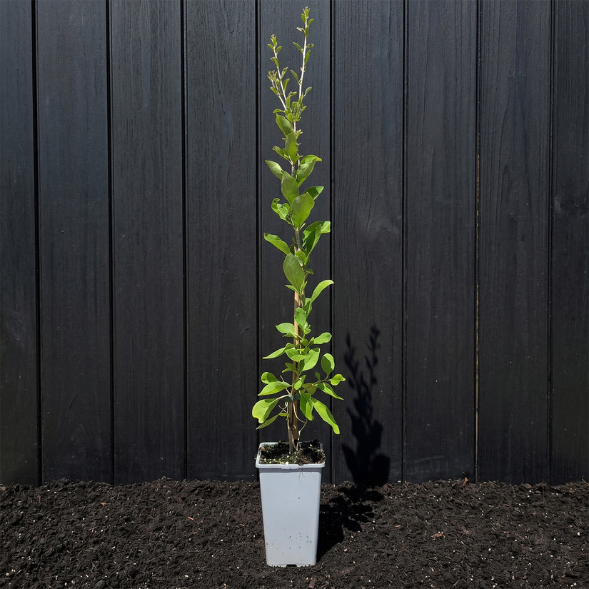 Biologische Gojibes / Boksdoorn - Lycium barbarum