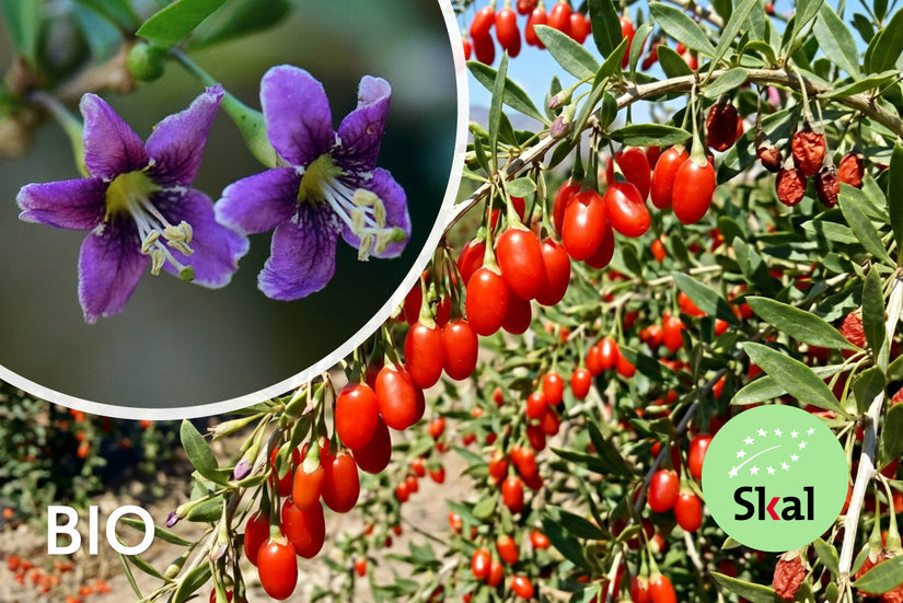 Biologische Gojibes / Boksdoorn - Lycium barbarum