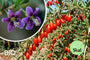 Biologische Gojibes / Boksdoorn - Lycium barbarum