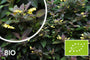 Biologische Wederik - Lysimachia ciliata 'Firecracker'