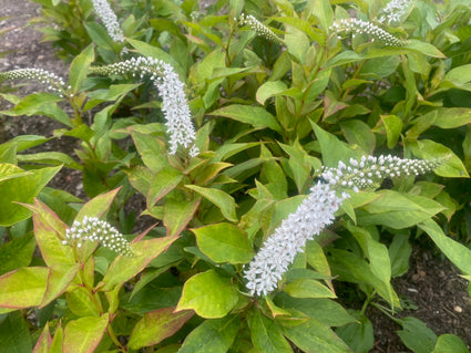 Witte Wederik - Lysimachia clethroides