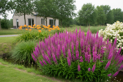 Grote kattenstaart - Lythrum salicaria 'Robin'
