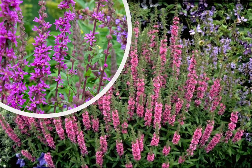 Grote kattenstaart - Lythrum salicaria 'Feuerkerze'