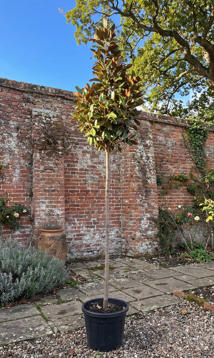Magnolia Grandiflora 'Gallissoniere' op hoge stam