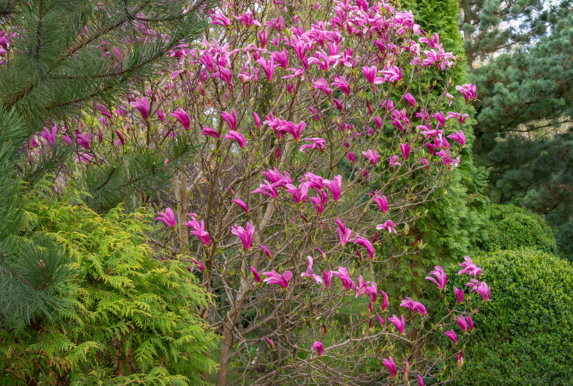 Biologische Beverboom (meerstammig) - Magnolia 'Susan'