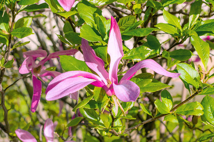 Beverboom - Magnolia 'Susan' op hoge stam