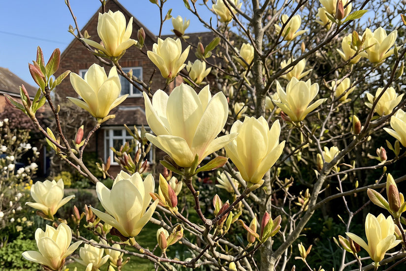 Gele Beverboom - Magnolia brooklynensis 'Elizabeth'