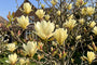 Gele Beverboom - Magnolia brooklynensis 'Elizabeth'