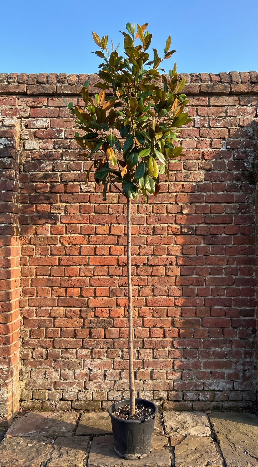 Wintergroene Magnolia op stam - Magnolia Grandiflora
