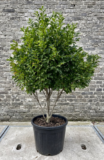 Beverboom (Roze, Meerstammig) - Magnolia loebneri 'Leonard Messel'