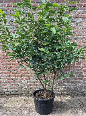 Solitaire A-kwaliteit 180-200 cm