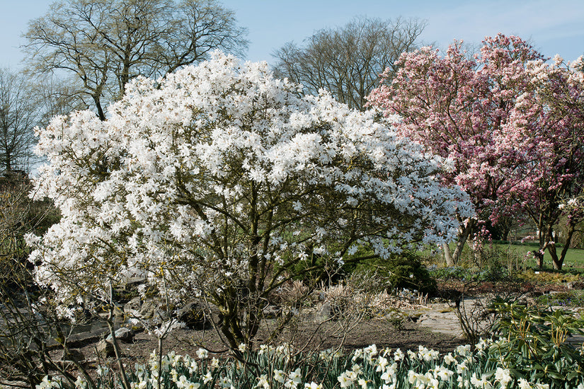 Biologische Stermagnolia (Wit) Struik vorm - Magnolia stellata
